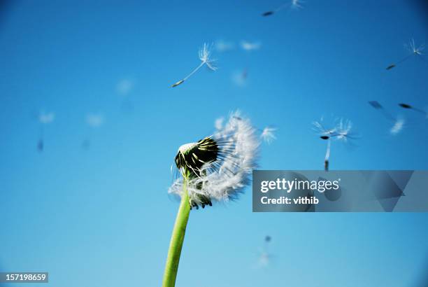 dandelion clock dispersing seed with clean blue sky in background - pollen air stock pictures, royalty-free photos & images