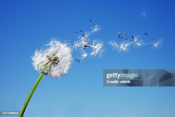 dandelion clock dispersing seed with blue sky in the background - dandelion leaf stock pictures, royalty-free photos & images