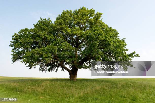 panoramic view of majestic summer oak - strong oak tree stock pictures, royalty-free photos & images