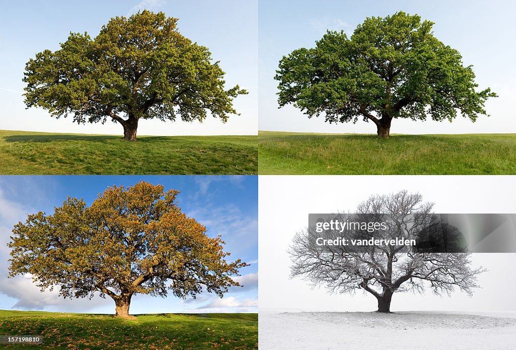 Ein Oak – Four Seasons