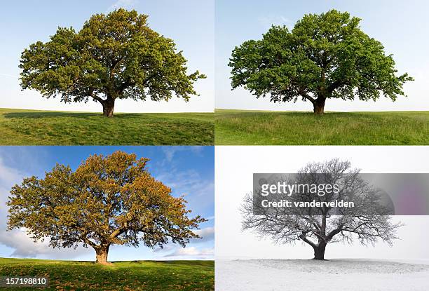 ein oak – four seasons - silhouette arbre stock-fotos und bilder