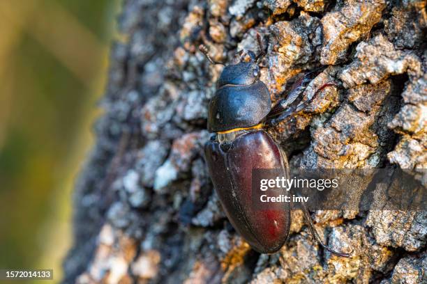 european female stag beetle on branch - bark beetle stock pictures, royalty-free photos & images