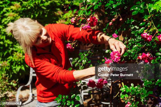 woman pruning rose called alexandre girault - rose cut stock pictures, royalty-free photos & images