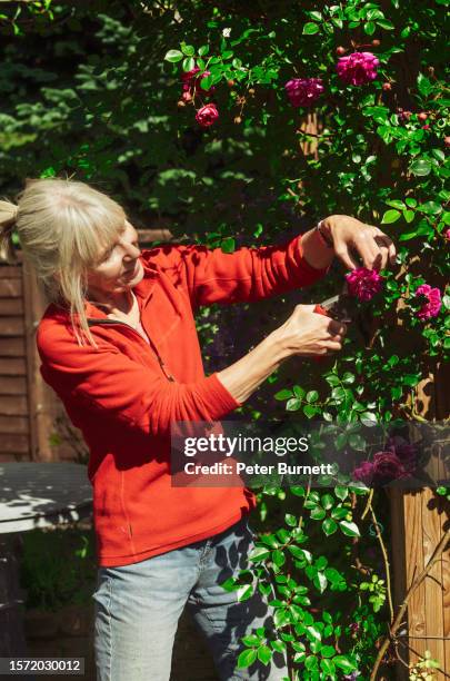 woman pruning rose called alexandre girault - snoeischaar stockfoto's en -beelden