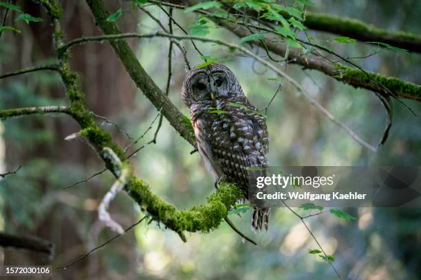 Barred owl , also known as the northern barred owl, or striped owl, perched in a tree in a park in Kirkland, Washington State, United States.