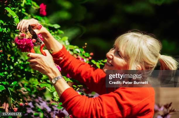 mujer podadora de rosa llamada alexandre girault - angiosperma fotografías e imágenes de stock