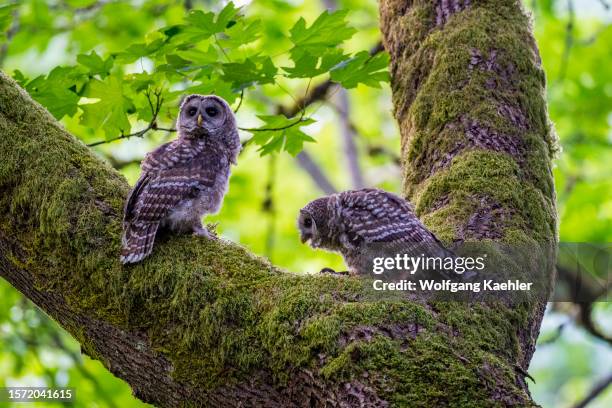 Two juvenile barred owl , also known as the northern barred owl, striped owl, perched in a Maple tree in a park in Kirkland, Washington State, United...