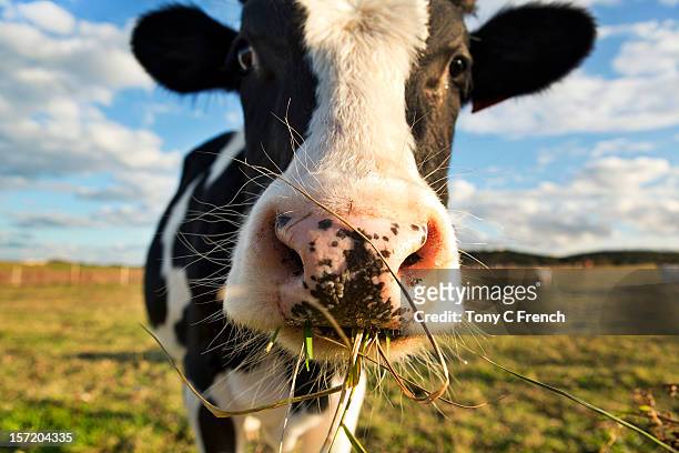 dairy cow - viehweide stock-fotos und bilder