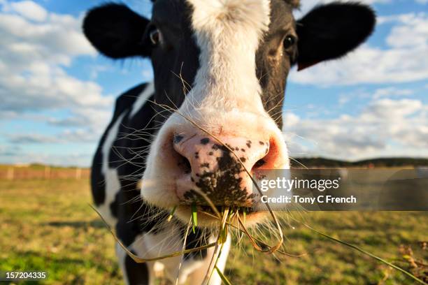 dairy cow - grass close up stock pictures, royalty-free photos & images