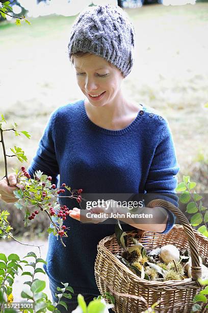 urban foraging for wild food berries and mushroom - harvesting herbs stock pictures, royalty-free photos & images