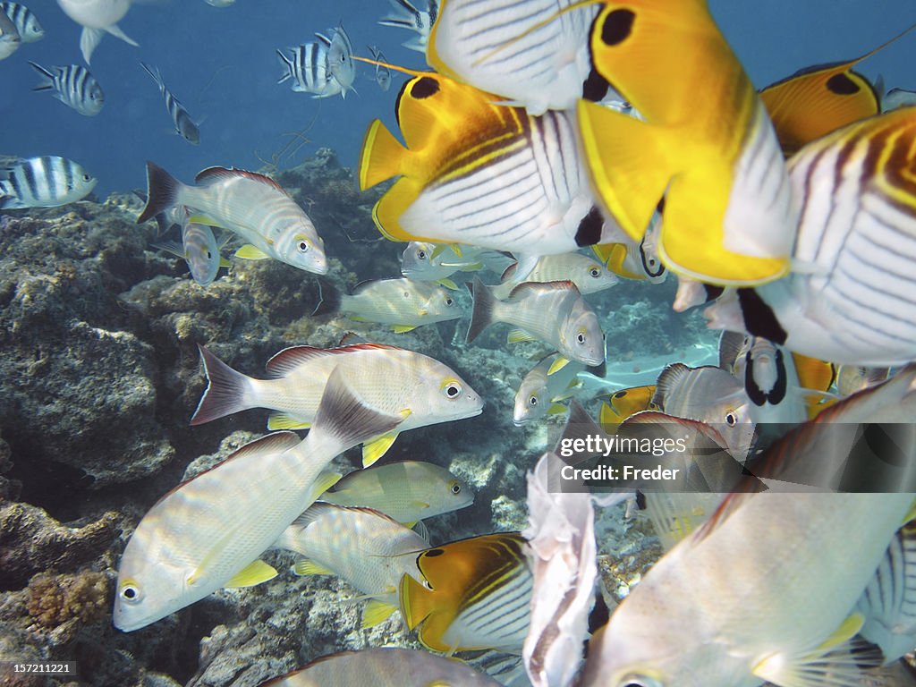 Tropical fishes in South Pacific Ocan