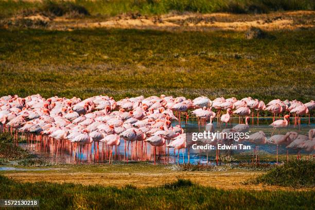 a flamboyance pink flamingos on a sunny beach at walvis bay, namibia, africa - walvis bay stock pictures, royalty-free photos & images