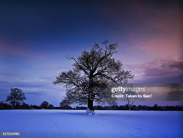 snow dawn - south east england stock pictures, royalty-free photos & images