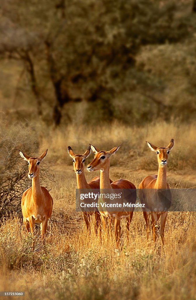 Impala Kenya
