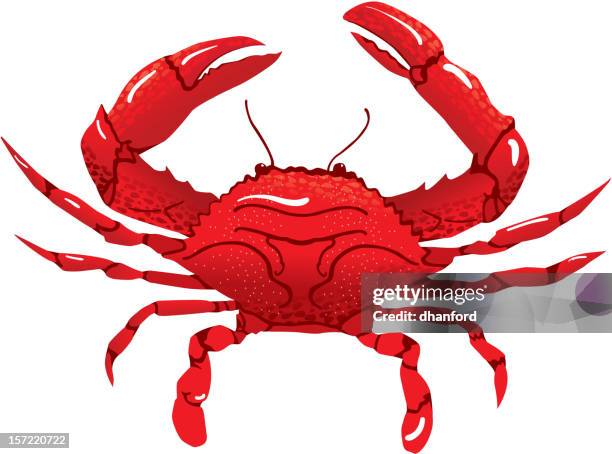 ilustraciones, imágenes clip art, dibujos animados e iconos de stock de rojo de cangrejo - crab