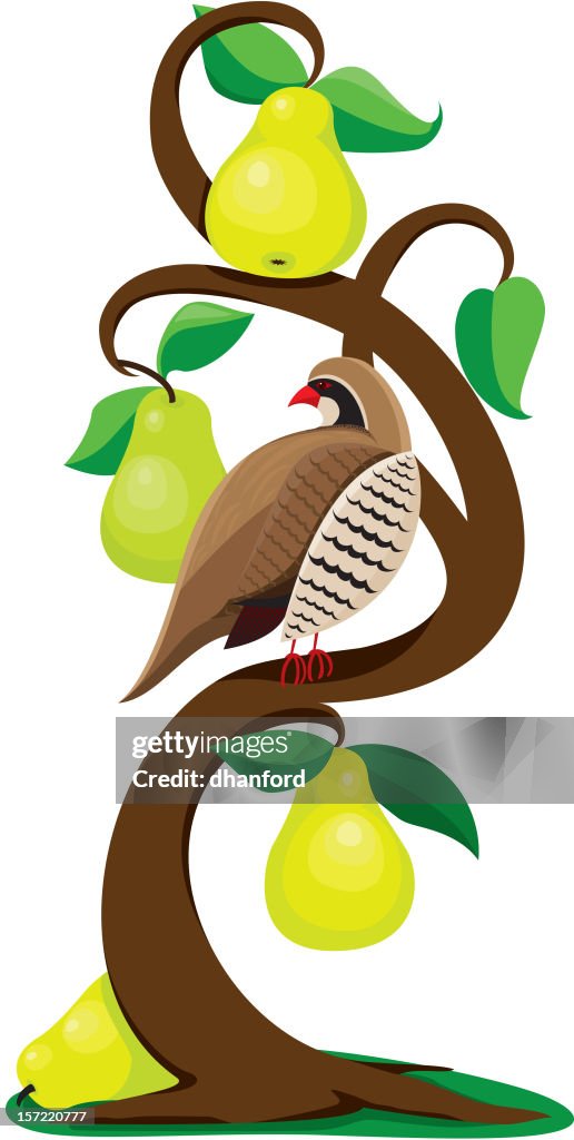 Pear Tree Partrige A Partridge In Pear Tree Partridge Pear Tree Stock Illustrations