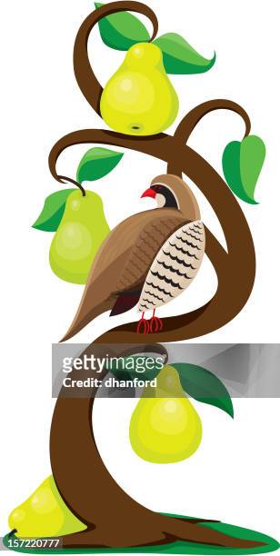 partridge in a pear tree - the twelve days of christmas stock illustrations