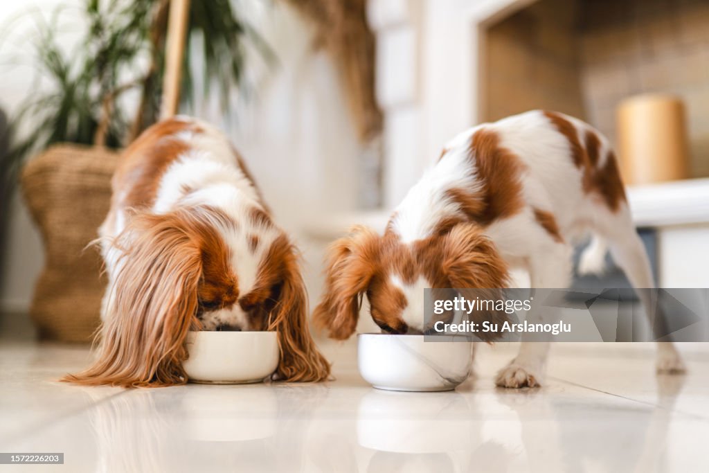 Two Cavalier King Charles Spaniel Eating