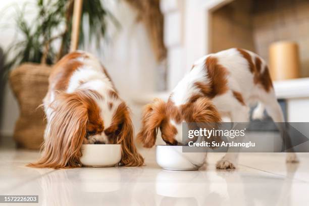 two cavalier king charles spaniel eating - puppy eating stock pictures, royalty-free photos & images