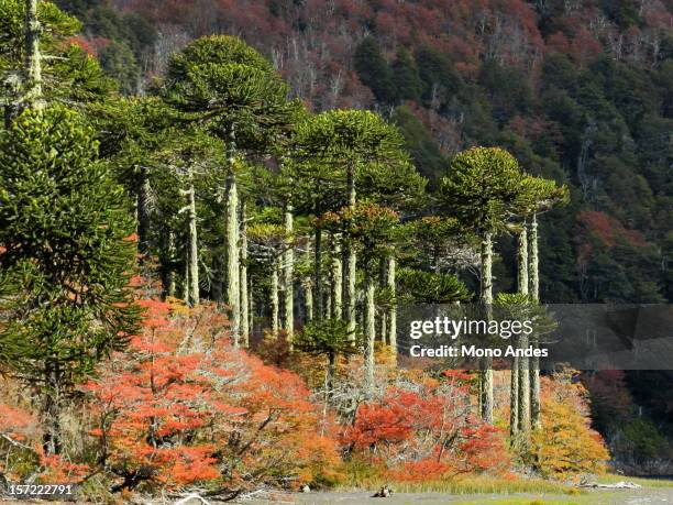 otoño en laguna huinfiuca - villarrica stock pictures, royalty-free photos & images