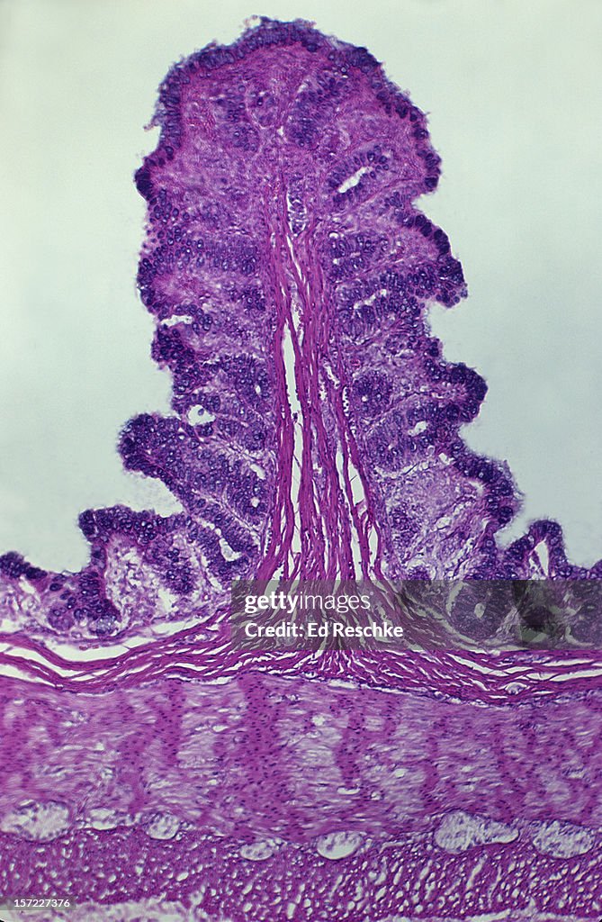 Colon--Mucosa, Submucosa, Muscularis, Serosa, 25X