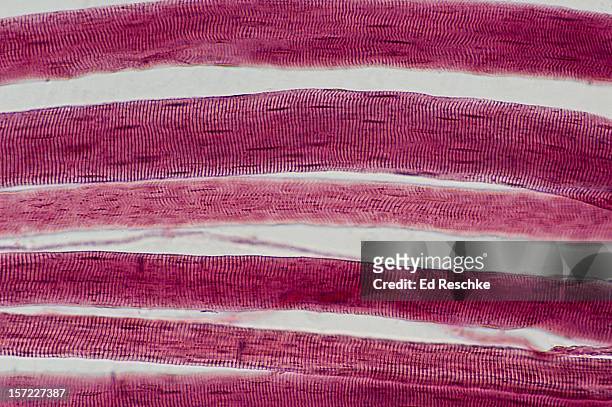 skeletal muscle fibers (cells) with striations - muscle cell stock pictures, royalty-free photos & images