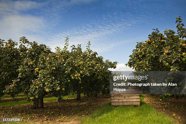 ripe for picking - orchard apple stock pictures, royalty-free photos & images