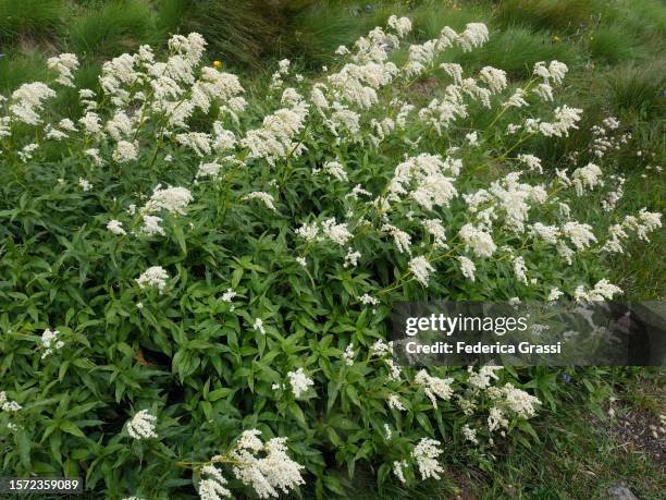 alpine knotweed (persicaria alpina) flowering in formazza valley - polygonum persicaria stock pictures, royalty-free photos & images