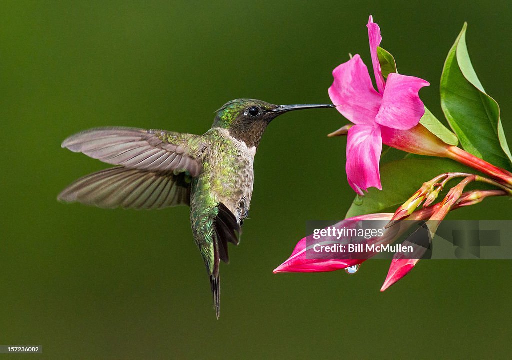 Male Ruby-throated Hummingbird in Hover Mode