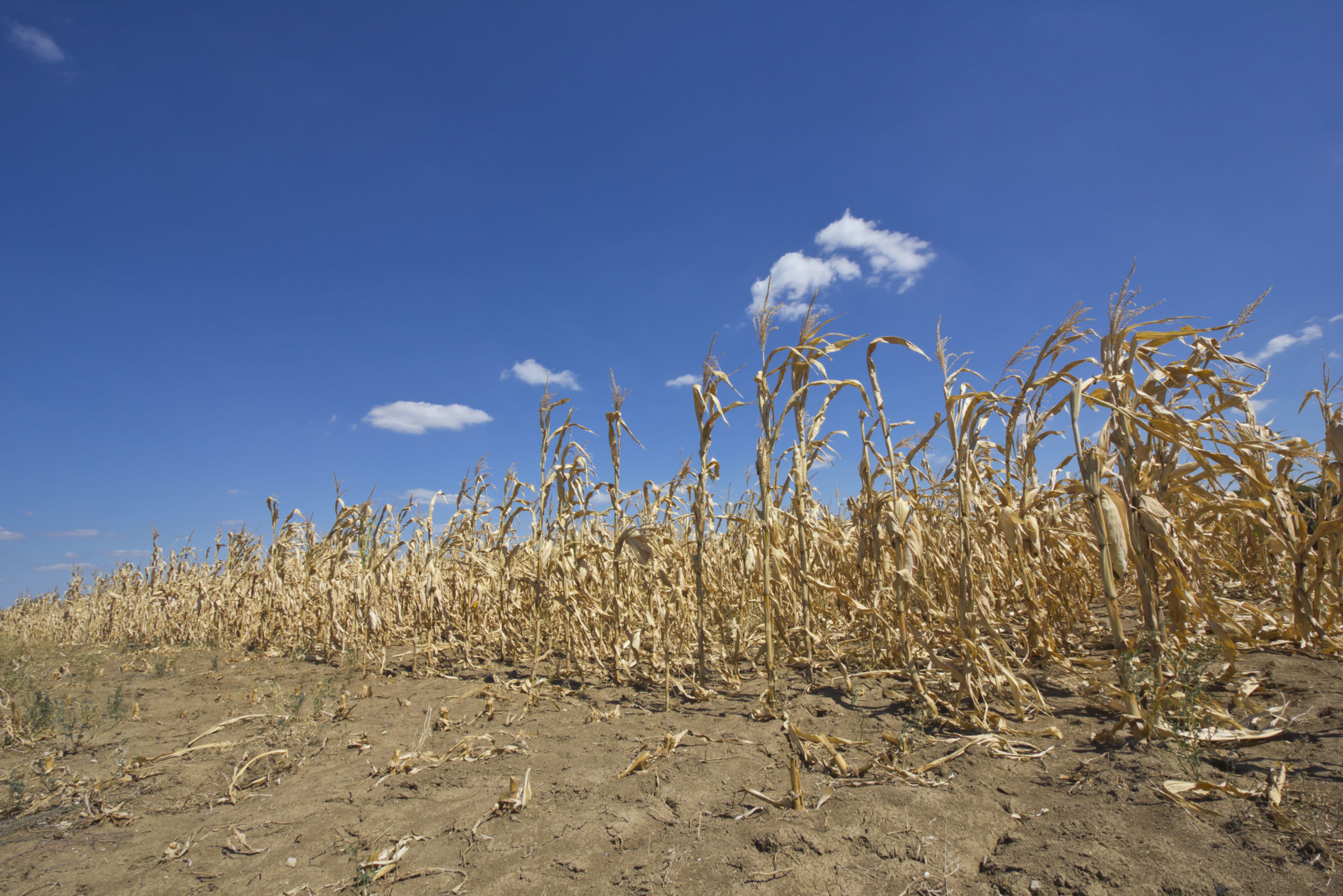 dry corn field dry corn field
