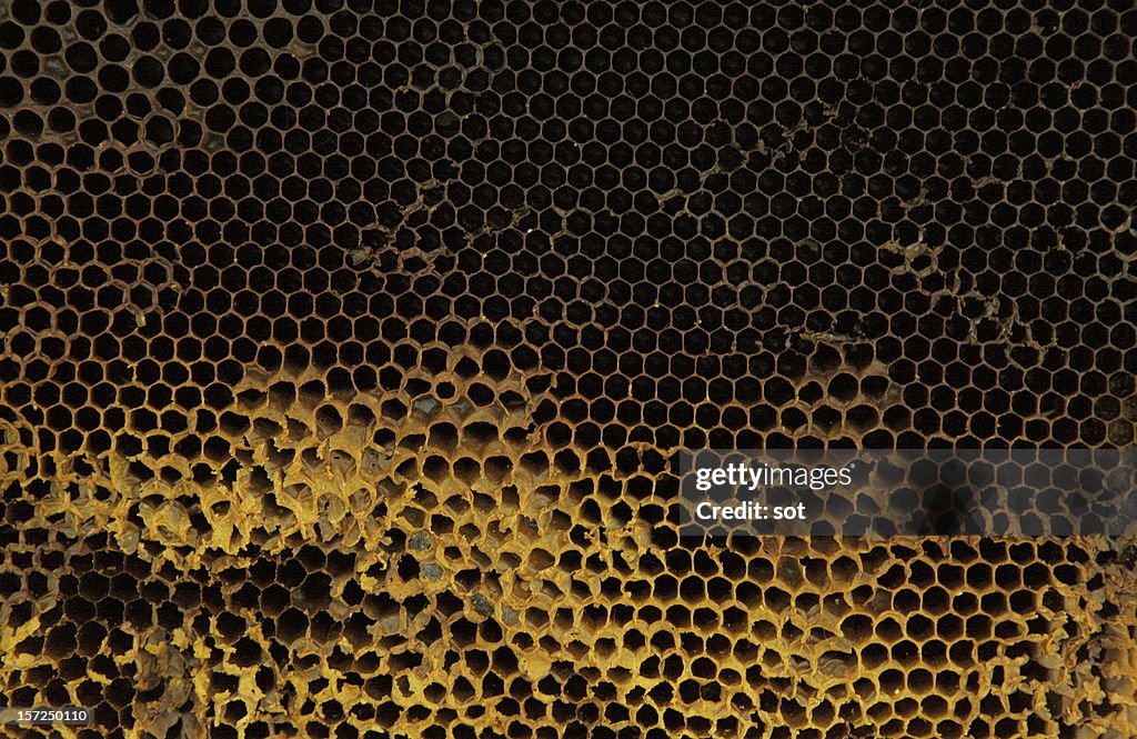 Beehive