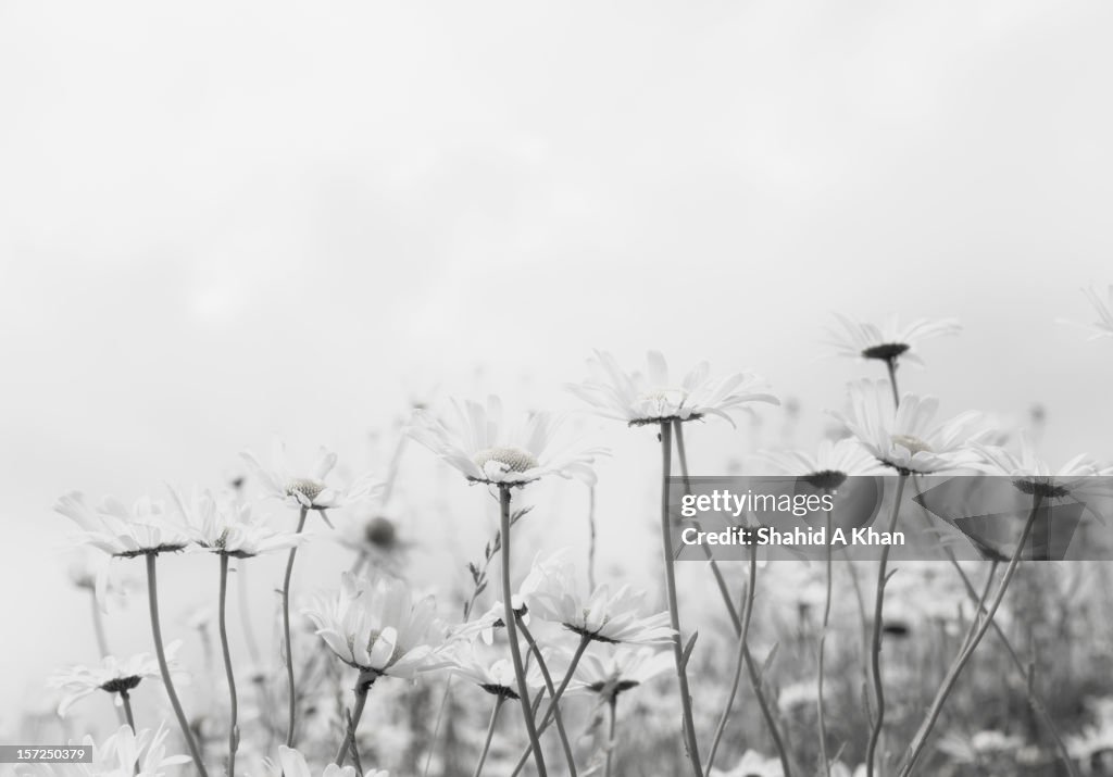 High Key Flowers