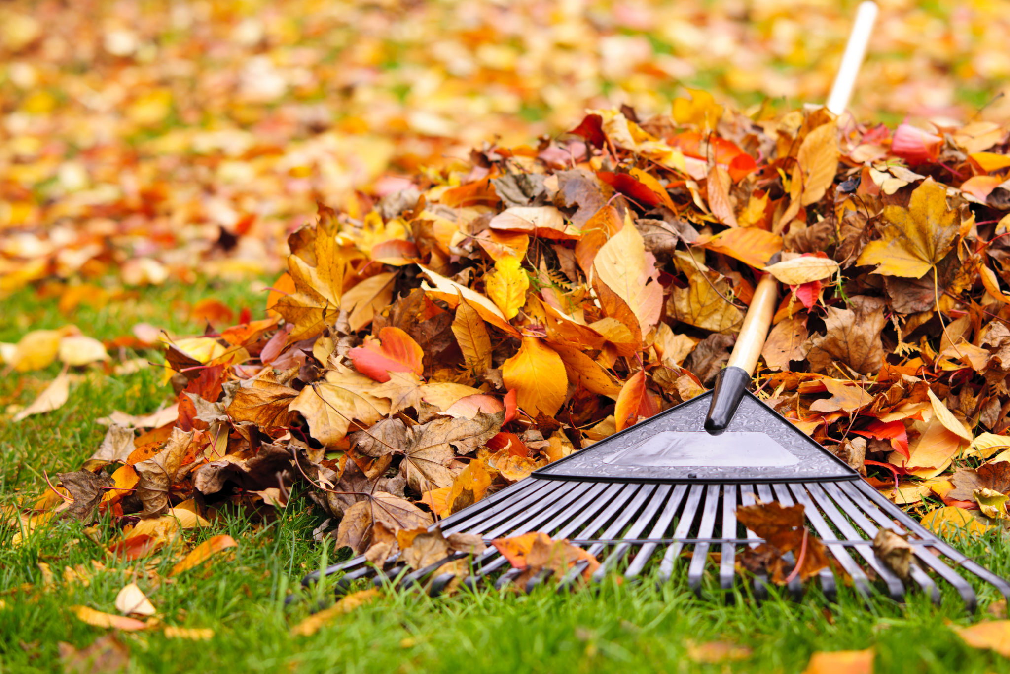 leaf removal