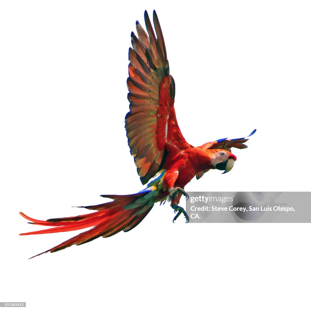 Scarlet Macaw