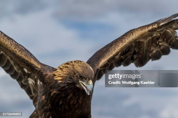 Portrait of a Golden eagle in a remote valley in the Altai Mountains near Altai Sum about 200 kilometers from Ulgii in the Bayan-Ulgii Province in...