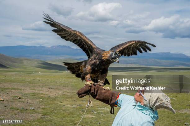 Tourist is holding a golden eagle at a eagle hunters summer camp in a remote valley in the Altai Mountains near Altai Sum about 200 kilometers from...