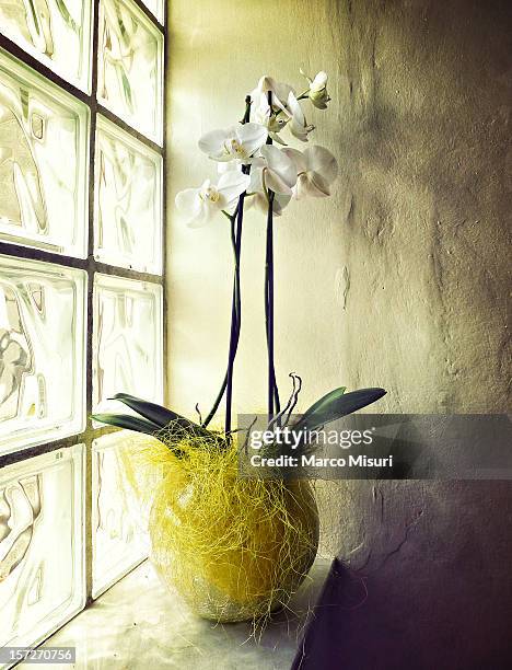 white orchids with yellow decoration - misuri ストックフォトと画像