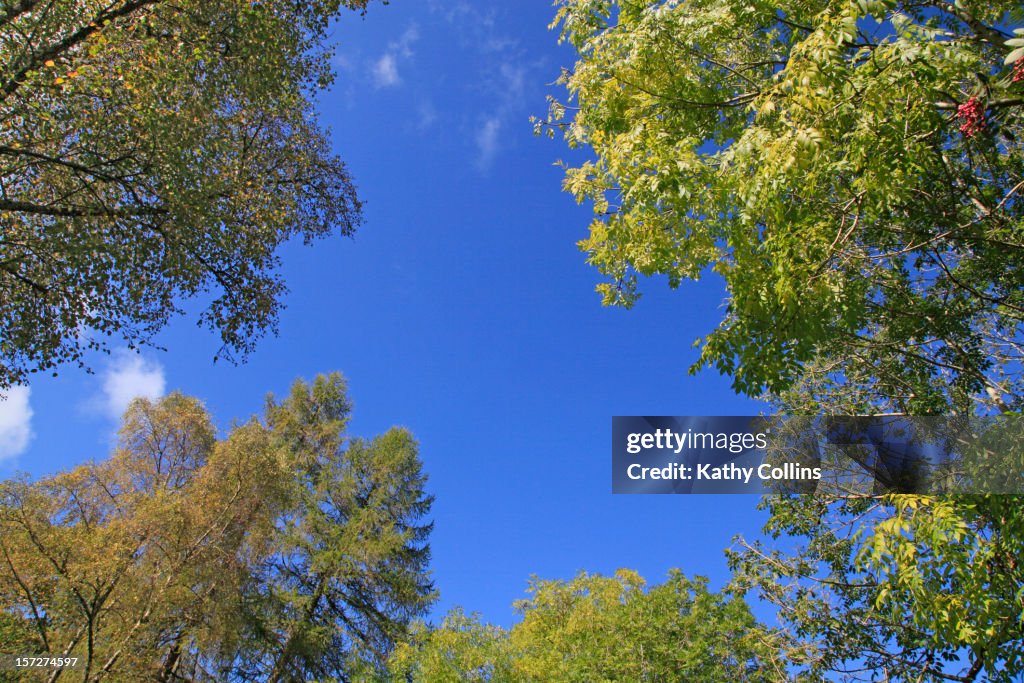 Late summer woodland trees, Scotland, UK