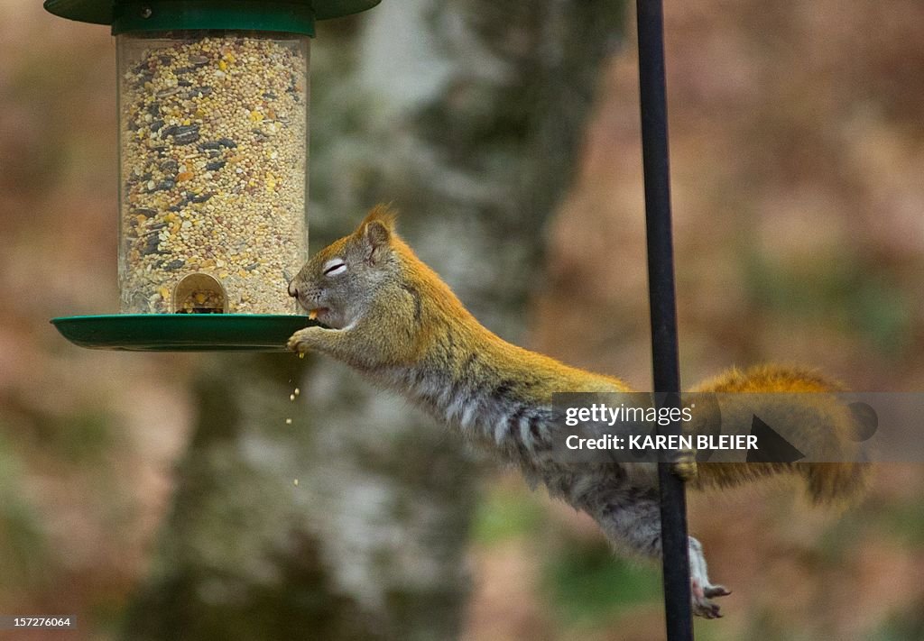 US-ANIMAL-OFFBEAT-RED SQUIRREL