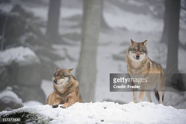 wölfe im schnee - nationalpark bayerischer wald stock-fotos und bilder
