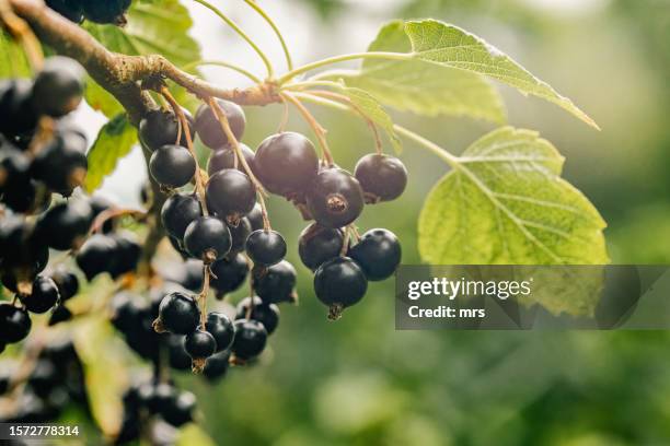 black currants - johannisbeere stock-fotos und bilder