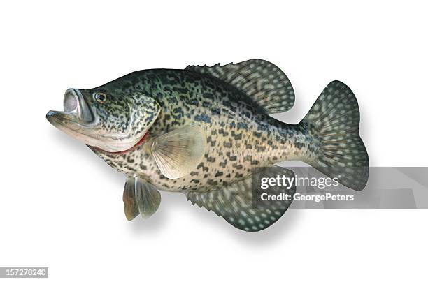 crappie with clipping path - crappie stockfoto's en -beelden