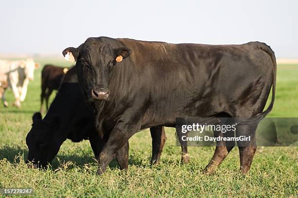 angus bull - angus cattle stock-fotos und bilder