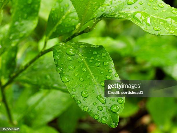 green leaves - lemon leaf stock pictures, royalty-free photos & images