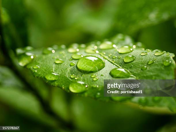 green leaf - dew bildbanksfoton och bilder