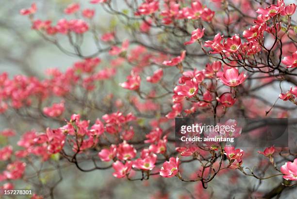 cornus vermelho no nevoeiro dia - dogwood blossom - fotografias e filmes do acervo