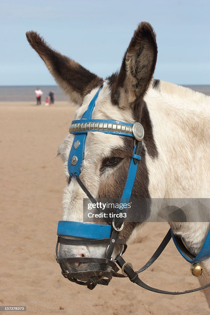 Donkey at the seaside white fur