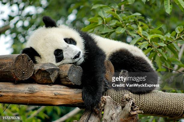 panda géant se reposer - pandas photos et images de collection