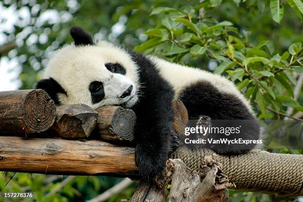 giant panda resting - zoo stock pictures, royalty-free photos & images