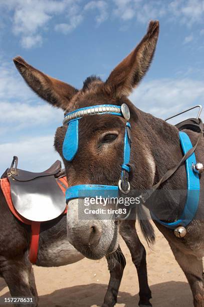 donkey at the seaside brown fur - skegness beach stockfoto's en -beelden